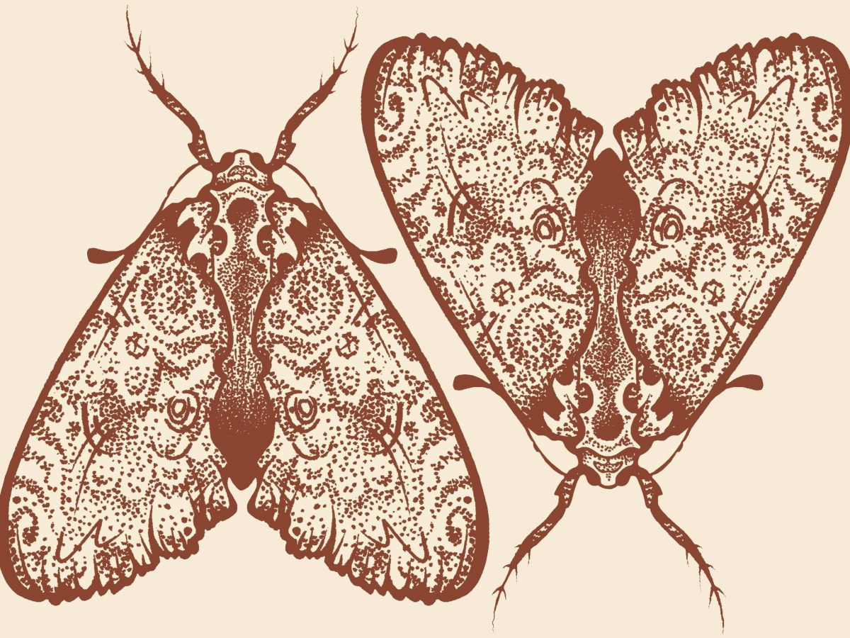 _old project_ A&nbsp;Magnolia